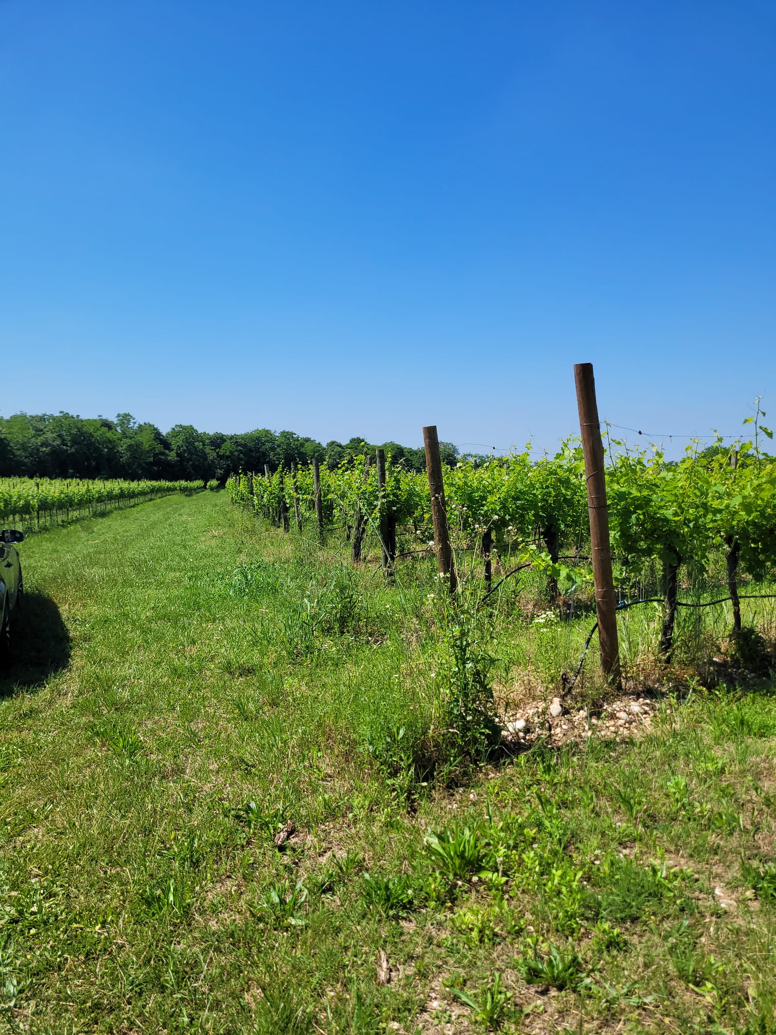 Paesaggio verde del Collio goriziano